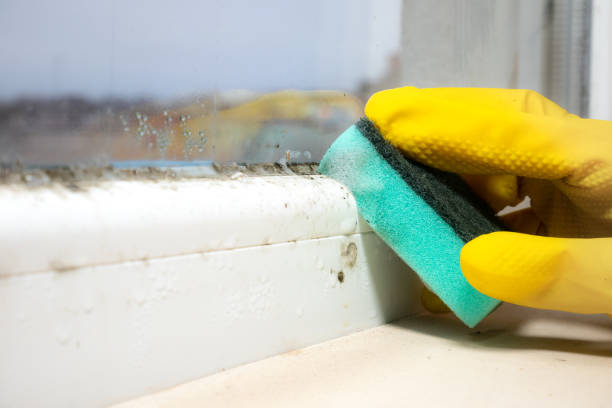 Best Attic Mold Removal  in Keowee Key, SC
