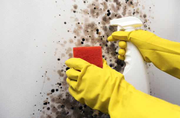Best Residential Mold Removal  in Keowee Key, SC