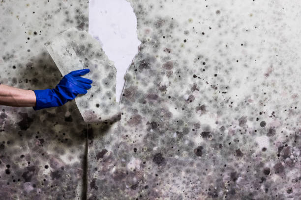 Keowee Key, SC Mold Removal Company