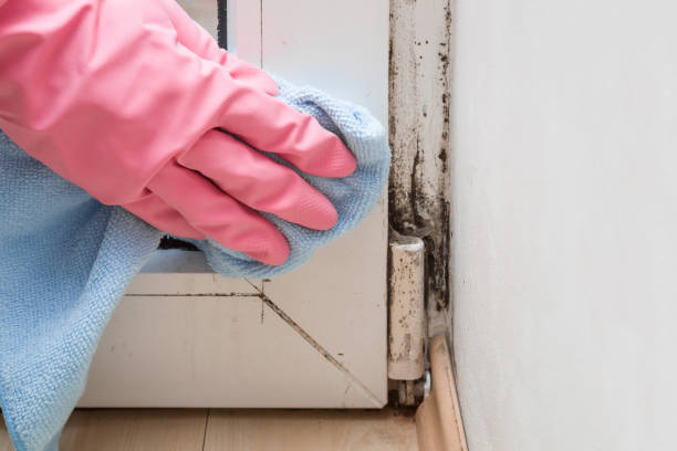 Best Commercial Mold Removal  in Keowee Key, SC