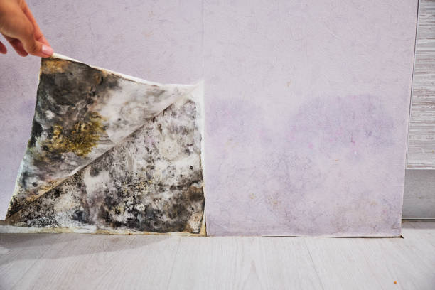 Best Mold Removal and Inspection  in Keowee Key, SC